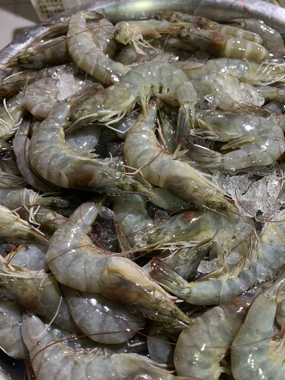 Tips Memilih Ikan Segar yang Masih Bagus